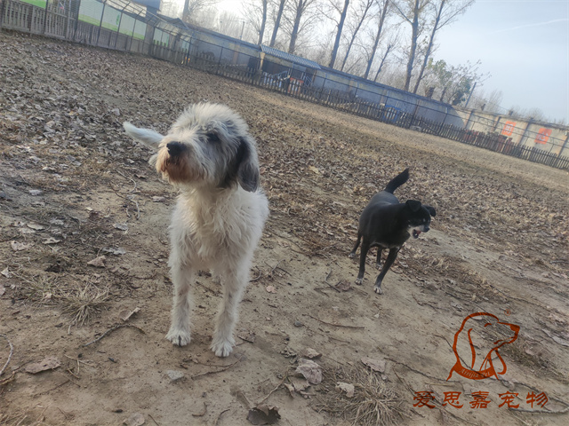 胖丫妞妞 (6).jpg