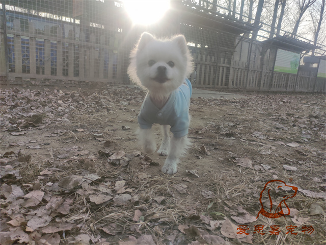 小白小黑 (1).jpg