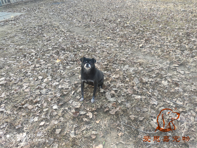 小白小黑 (4).jpg