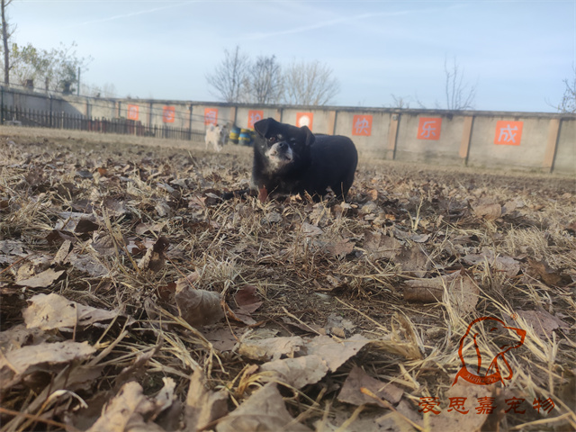 小白小黑 (5).jpg