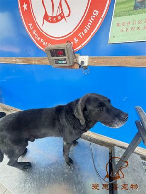 2024.11.19號在校狗狗體重照片----愛思嘉寵物寄養(yǎng)訓練學校