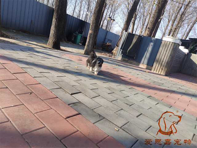 胖丫妞妞 (1).jpg