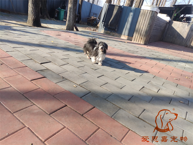 胖丫妞妞 (2).jpg