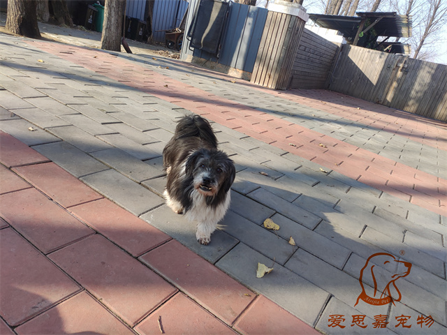 胖丫妞妞 (3).jpg