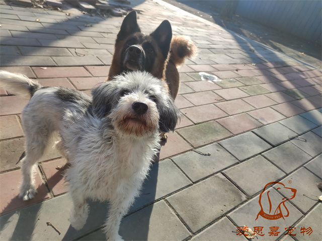 胖丫妞妞 (4).jpg