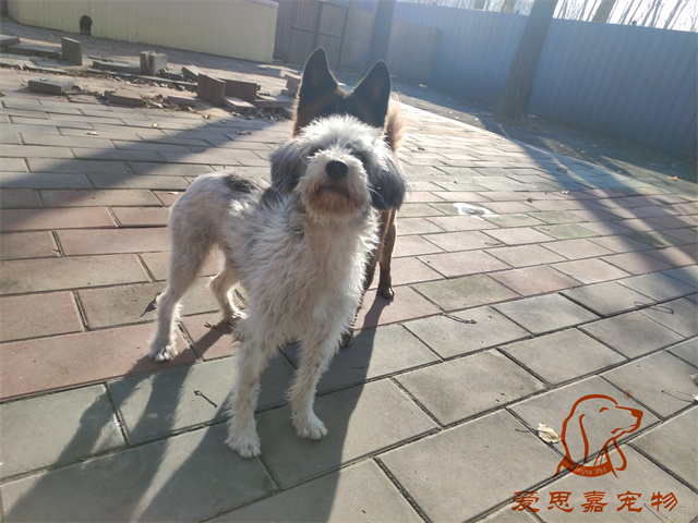 胖丫妞妞 (5).jpg