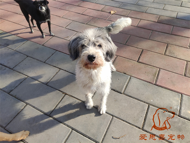 胖丫妞妞 (6).jpg