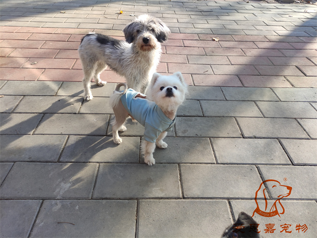 小白小黑 (1).jpg