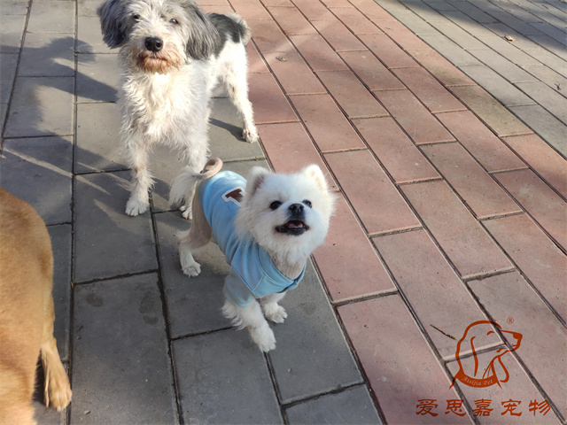 小白小黑 (3).jpg