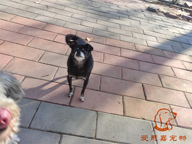 小白小黑 (4).jpg