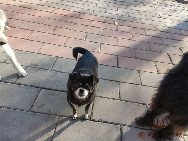 小白小黑 (5).jpg