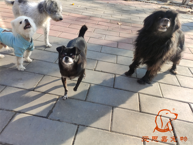 小白小黑 (6).jpg