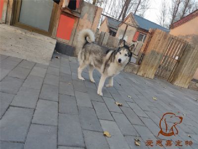 2024.11.20號在校狗狗照片----愛思嘉寵物寄養(yǎng)訓練學校