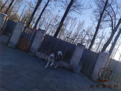 2024.11.21號在校狗狗照片----愛思嘉寵物寄養(yǎng)訓練學校