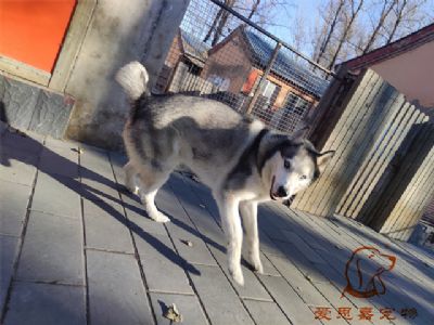 2024.11.22號在校狗狗照片----愛思嘉寵物寄養(yǎng)訓練學校