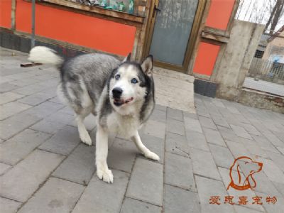 2024.11.23號在校狗狗照片----愛思嘉寵物寄養(yǎng)訓練學校