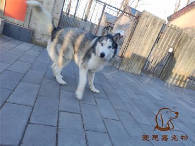 2024.11.28號在校狗狗照片----愛思嘉寵物寄養(yǎng)訓練學校