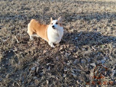 2024.11.29號在校狗狗照片----愛思嘉寵物寄養(yǎng)訓練學校