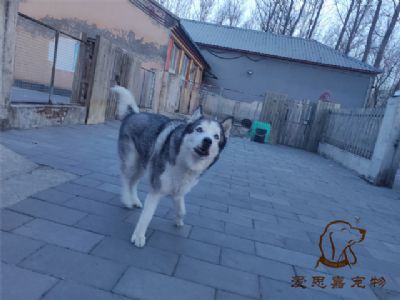 2024.11.30號在校狗狗照片----愛思嘉寵物寄養(yǎng)訓練學校