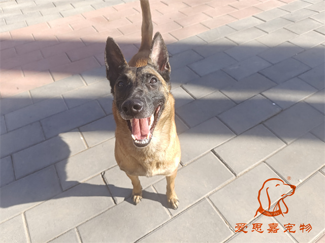 樂(lè)樂(lè) (1).jpg
