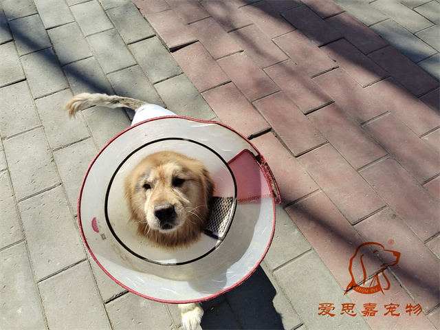 麥穗 (2).jpg