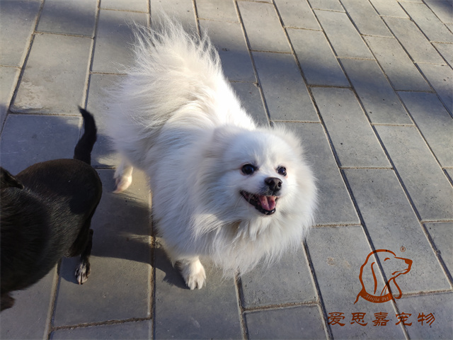 小白小黑 (1).jpg
