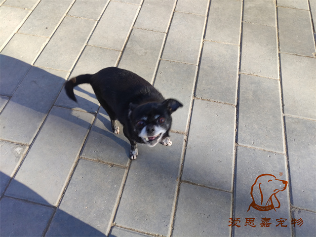 小白小黑 (2).jpg