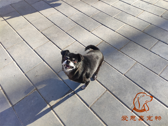 小白小黑 (4).jpg