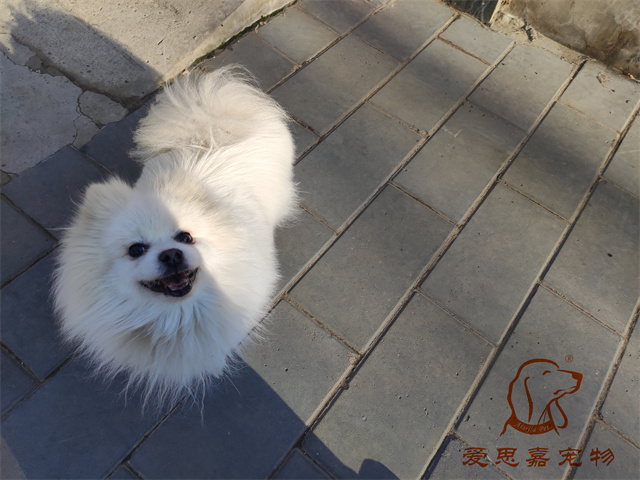 小白小黑 (2).jpg