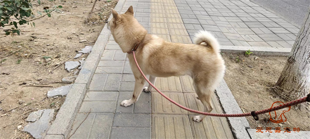 蛋黃 (1).jpg