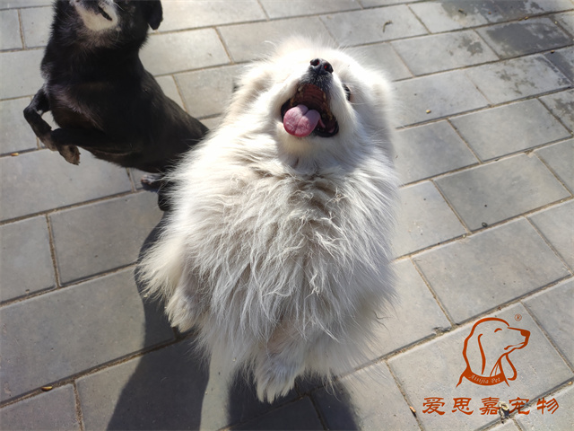 小白小黑 (1).jpg
