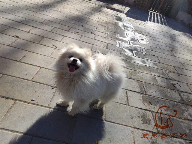 小白小黑 (2).jpg