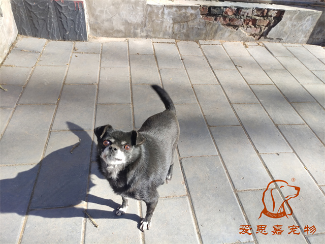 小白小黑 (4).jpg