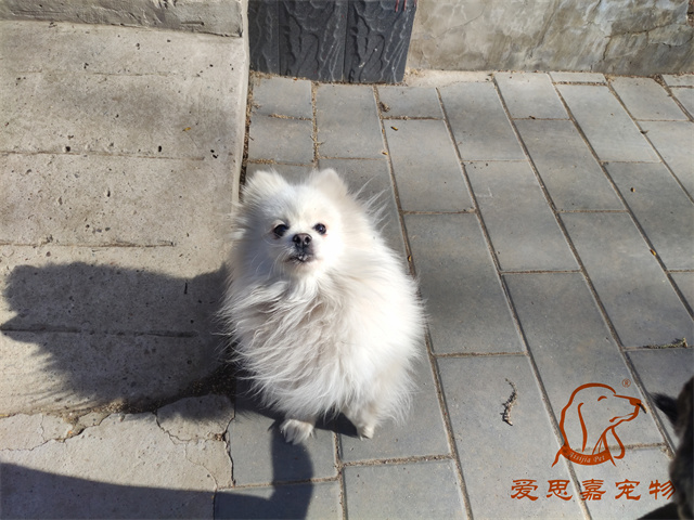 小白小黑 (6).jpg
