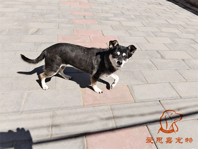 小黑 (1).jpg
