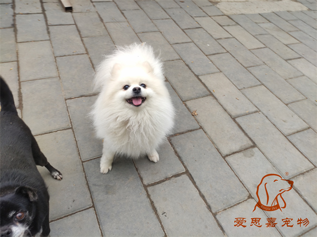 小白小黑 (1).jpg