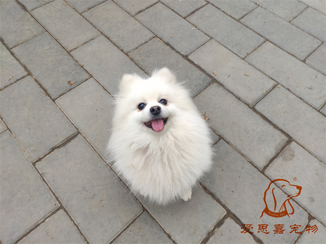 小白小黑 (2).jpg