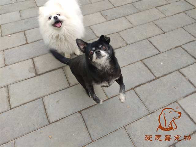 小白小黑 (4).jpg