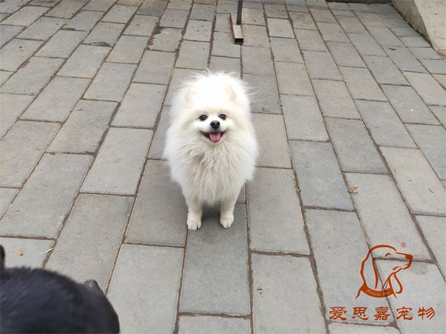 小白小黑 (6).jpg