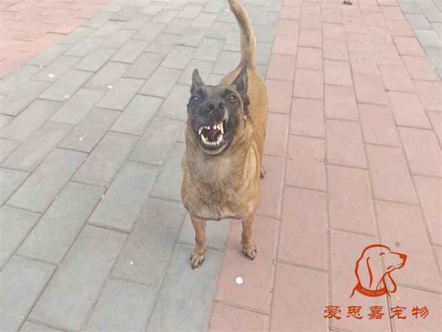 樂樂 (2).jpg