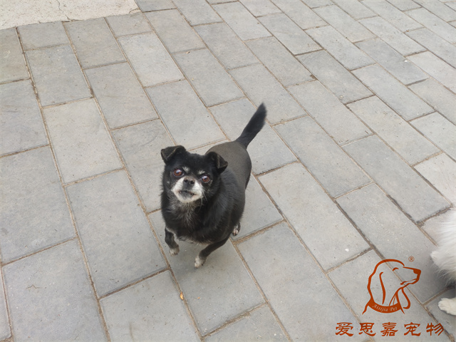 小白小黑 (2).jpg
