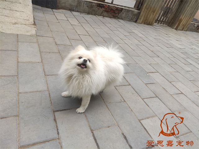 小白小黑 (5).jpg