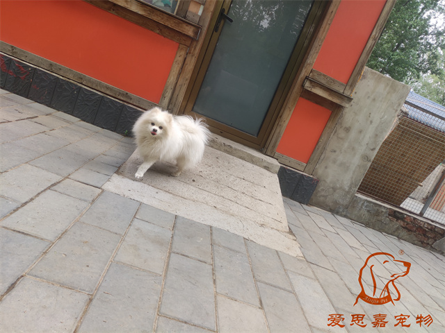 小白小黑 (6).jpg