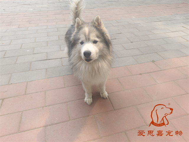 極光 (1).jpg
