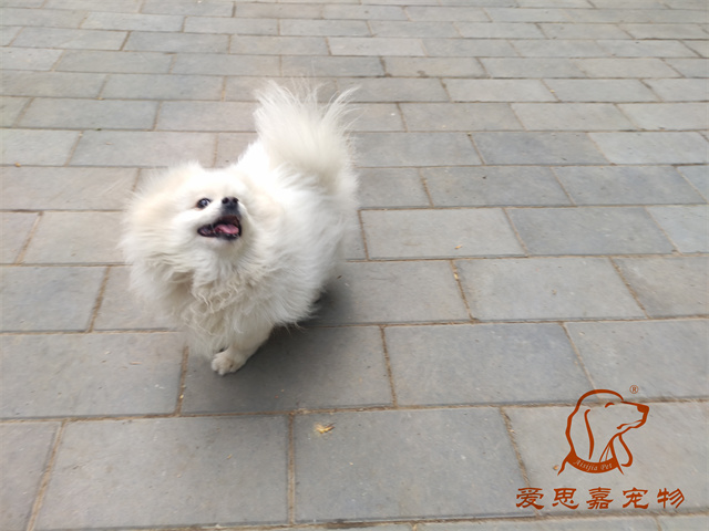 小白小黑 (1).jpg