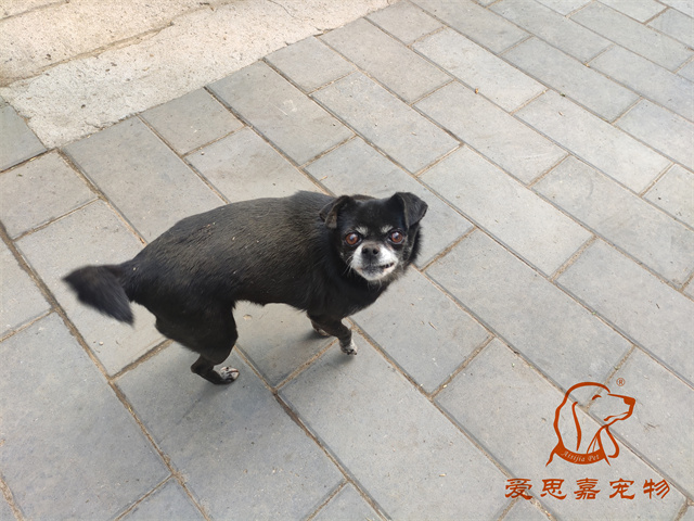 小白小黑 (4).jpg