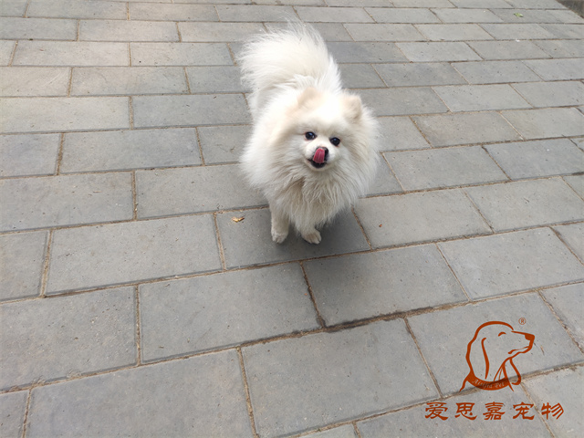 小白小黑 (6).jpg