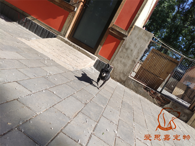 小白小黑 (3).jpg