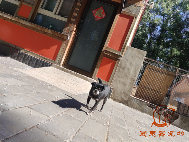 小白小黑 (4).jpg