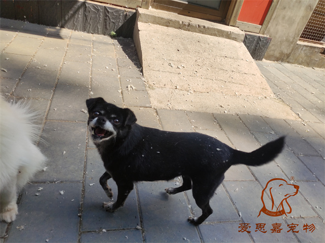 小白小黑 (1).jpg